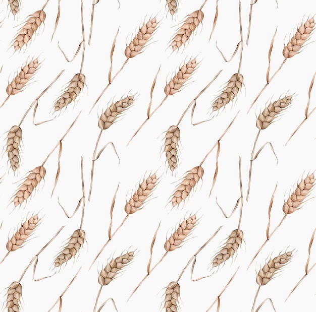 Seamless wheat spikelet pattern. Grass spikelet watercolor illustration Cereal plant stem