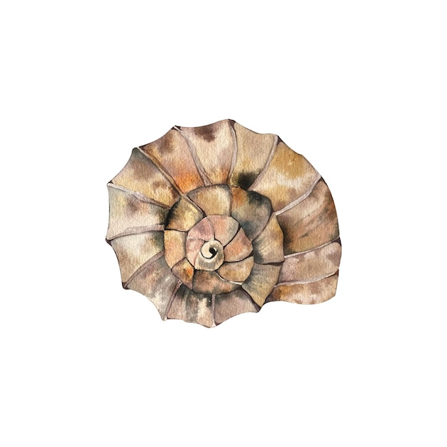 seashell beautiful textured articulated harp shell handmade watercolor illustration isolated