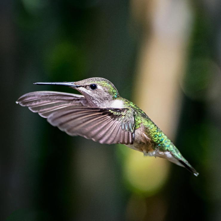 Selective focus shot of a hummingbird in flight
