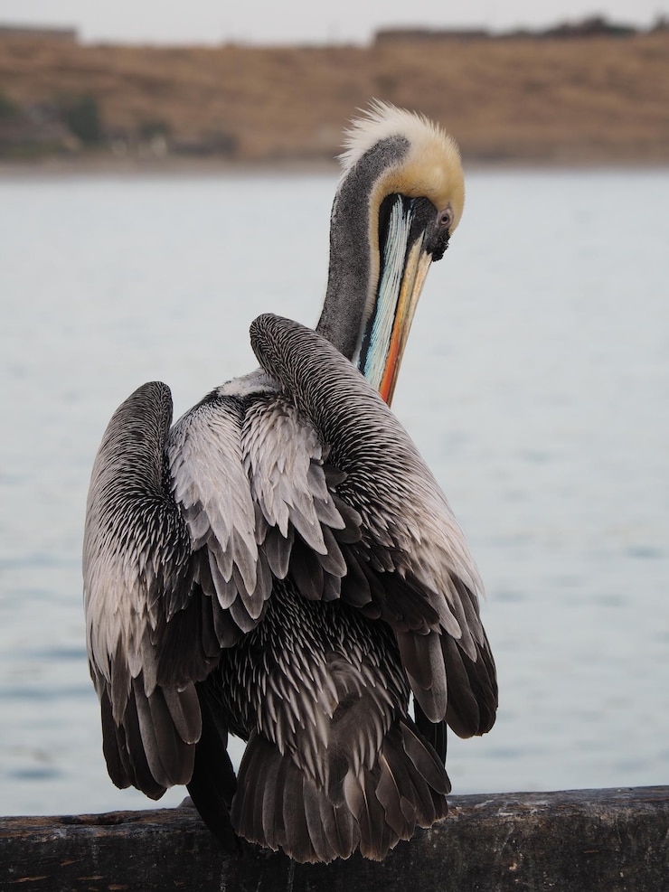 Selective focus shot of a pelican near the water