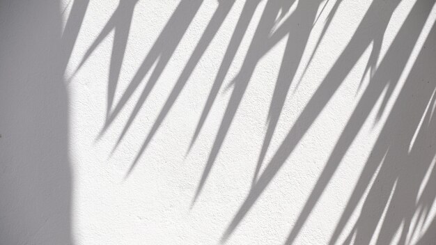Shadow of leaf tree on white wall - black and white gray background