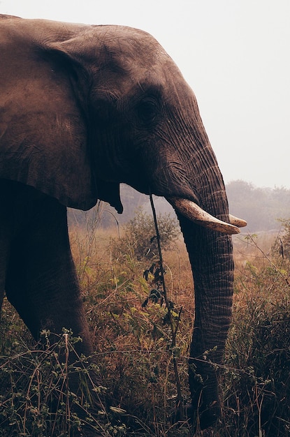 Side view of elephant standing on field against clear sky