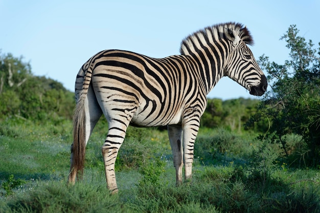side view of zebra standing on grass