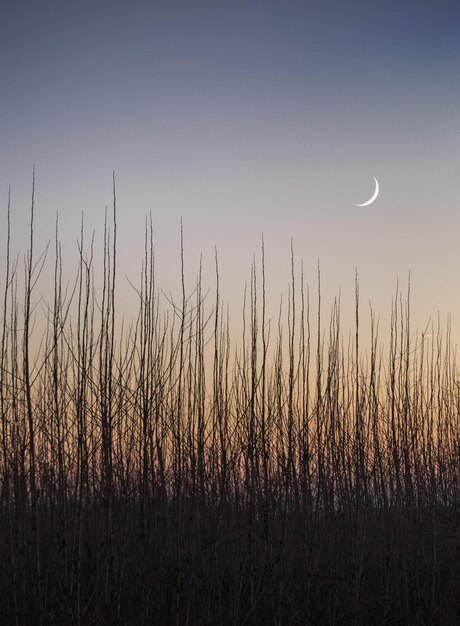 Silhouette grass against sky during sunset