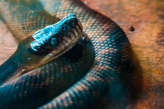 Snake in the water