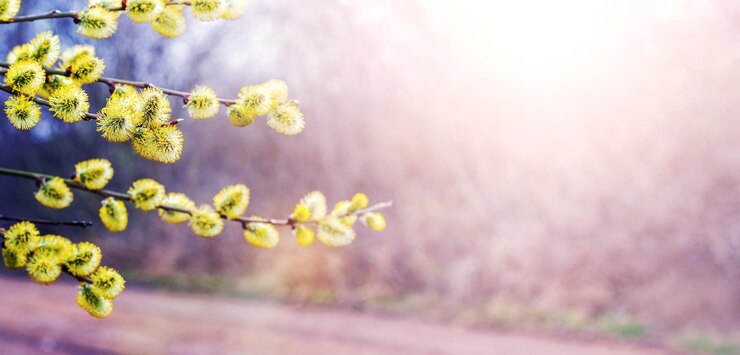 Bild spring easter background with willow branch with fluffy catkins near the road in sunny weather