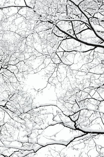 The heavy snowfall in a wild park winter fairy tale in the forest snowcovered tree branches large