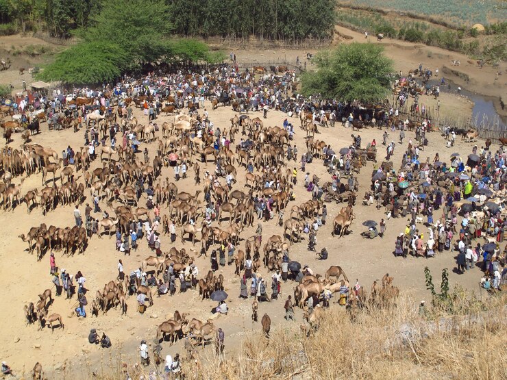 Bild the local market near kombolcha city in ethiopia, africa