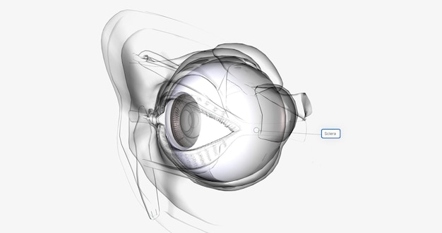 The sclera is the white outer wall of the eye