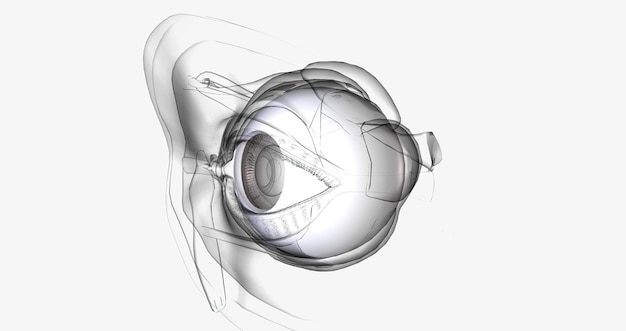 The sclera is the white outer wall of the eye