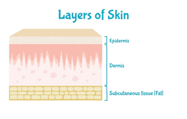 Three main layers of human skin Skin anatomy medical diagram illustration