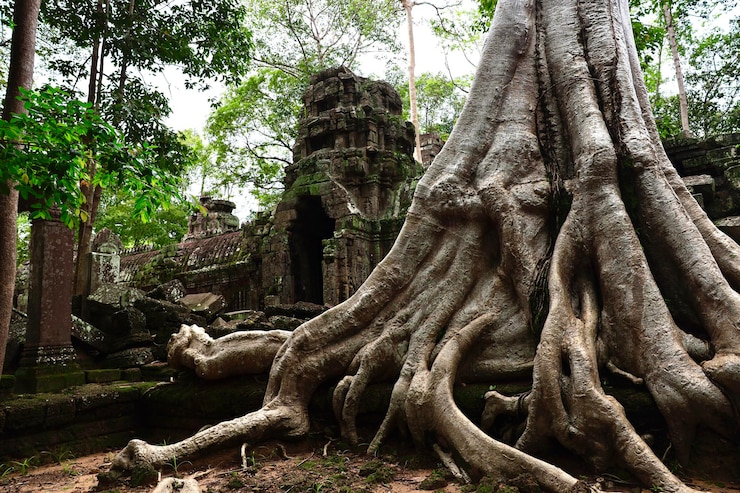 Foto tree at angkor wat temple cambodia