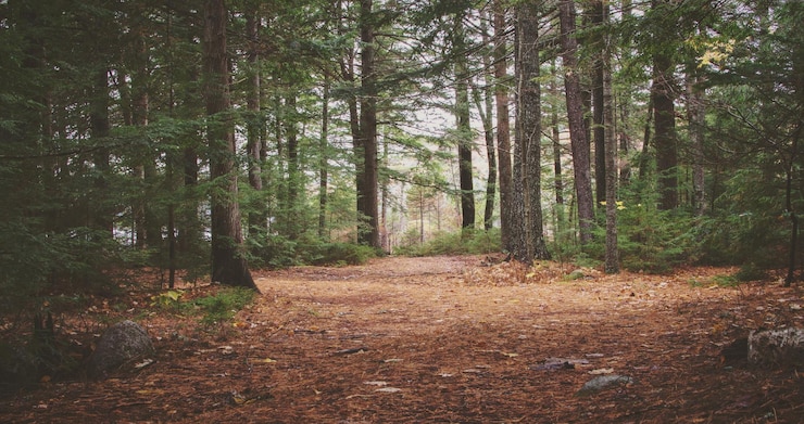 Bild trees in forest