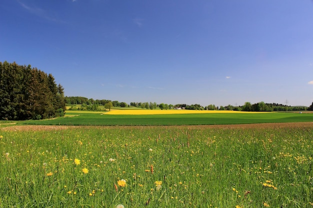 Vacker utsikt över fält mot klar himmel