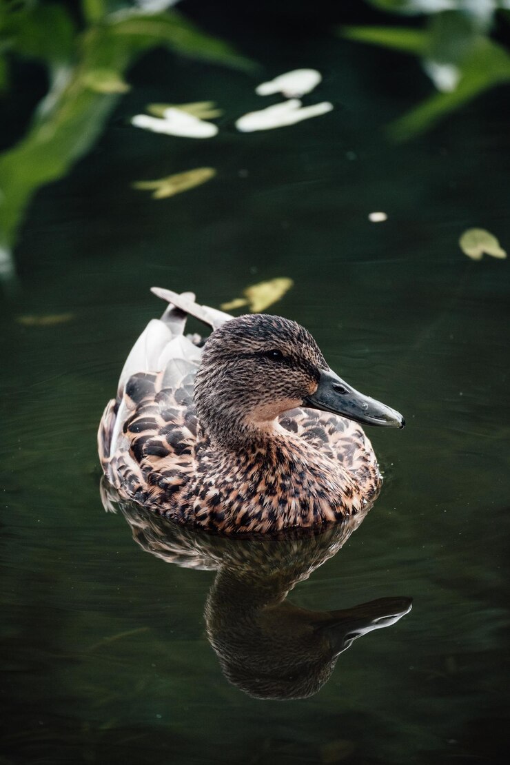 Vertical closeup shot of a duck swimming in the reflective water