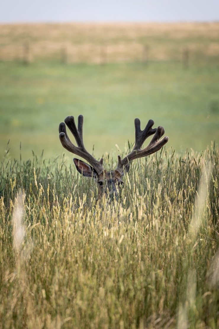 Vertical shot of a deer in an agricultural field