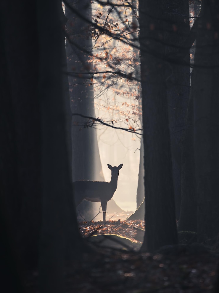 Vertical shot of a deer in the forest