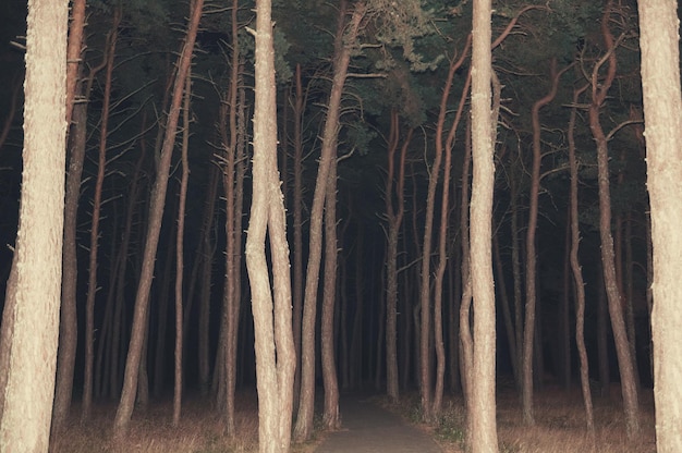 view of forest at night