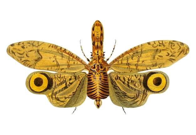 Vintage Fulgora png insect remix from artworks by Charles Dessalines Dorbigny