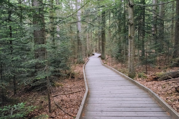 Walkway amidst trees in forest