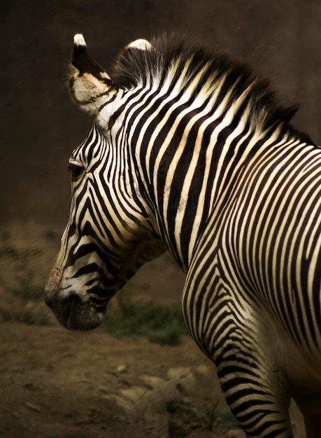 zebra standing on field