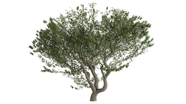 3D Trees Background Scene White