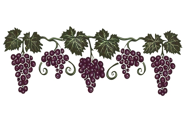 a drawing of grapes with leaves on the front and the words  grapes