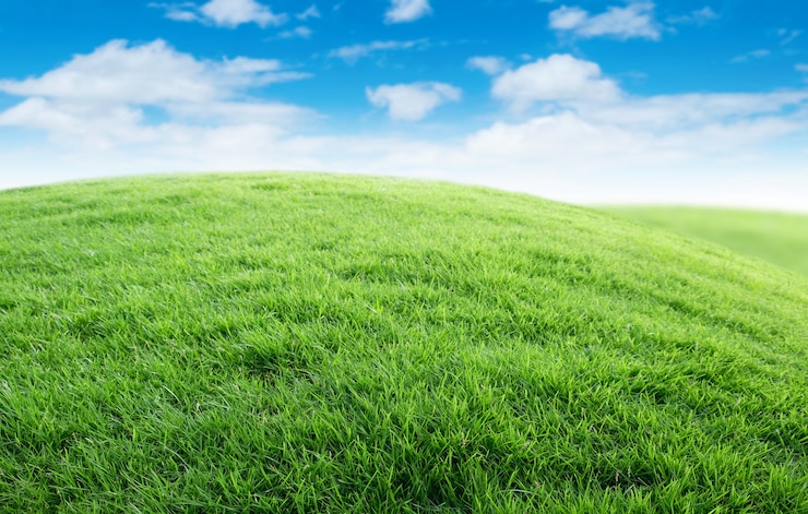 A landscape of green grass with blue sky