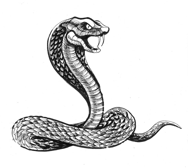 Angry cobra snake. Ink black and white drawing