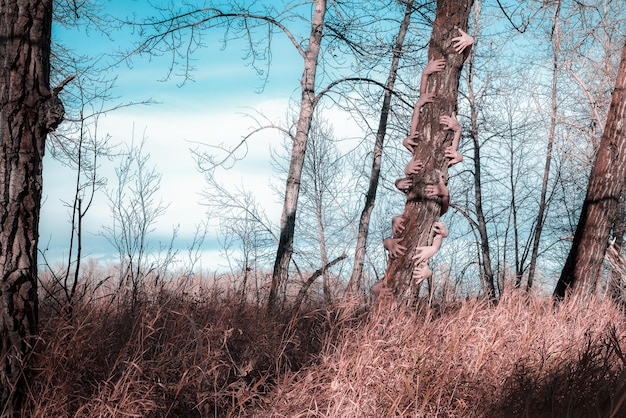 Bare trees in forest against sky