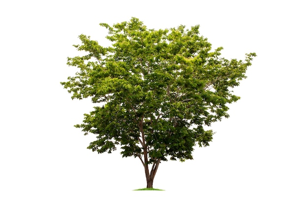 Big tropical tree isolated on a white background. File contains with clipping path so easy to work.