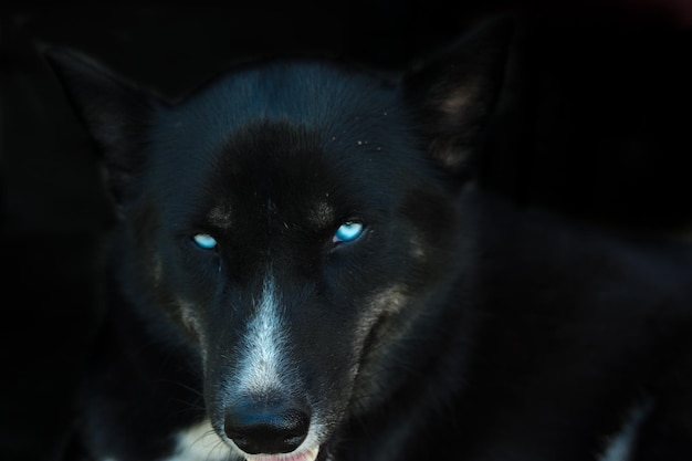 Bir köpeğin yakın çekim portresi