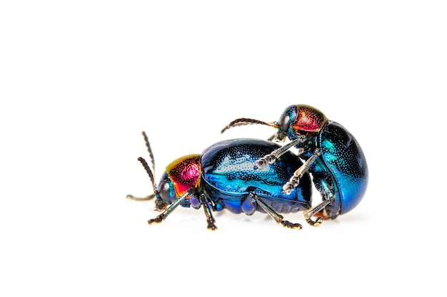 blue milkweed beetle it has blue wings and a red head couple make love. Insect. Animal.