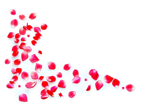 Bright pink rose petals floral background