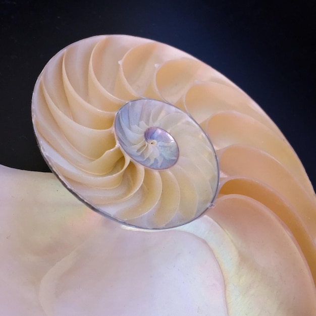 Close-up of animal shell
