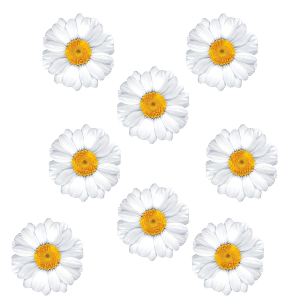 Close-up of beautiful daisies with yellow centers and white petals