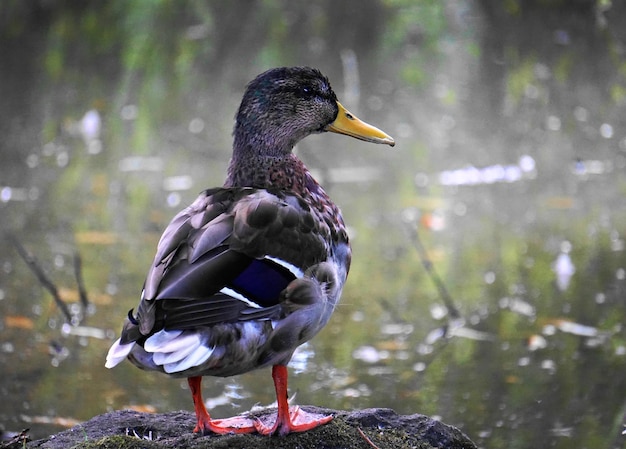 Close-up of duck at lake