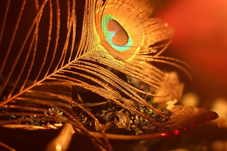 Fotoğraf close-up of peacock feather