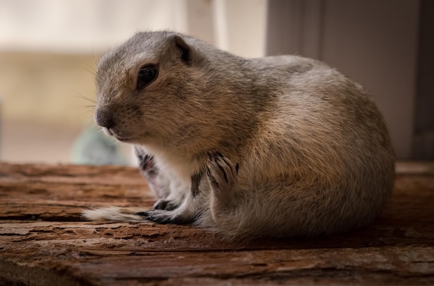 Close-up of richardson ground squirrel