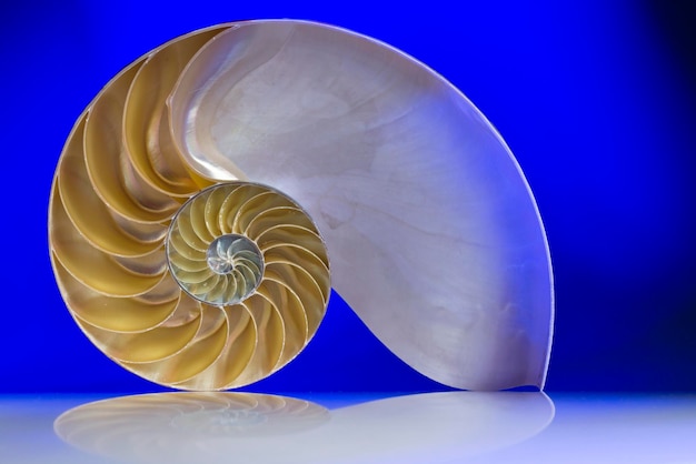 Close-up of seashell on glass table against blue background