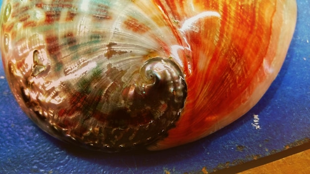 Close-up of seashell on table