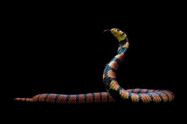 Close-up of snake against black background