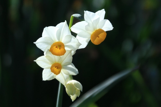 Close-up of white daffodils