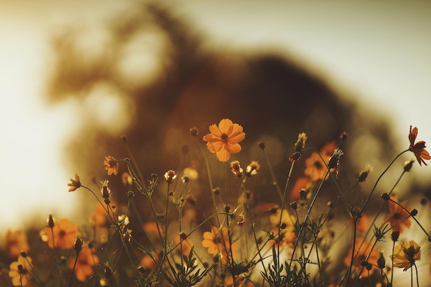 Close-up of yellow flowering plants on field during sunset