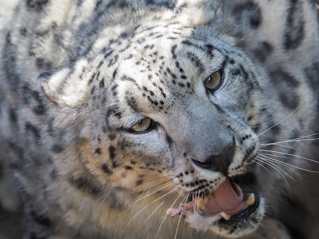Close-up portrait of snow leopard