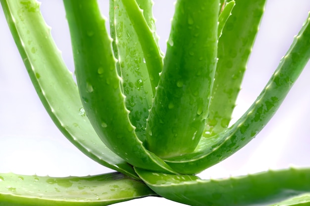 closeup of fresh green leaves of aloe vera.