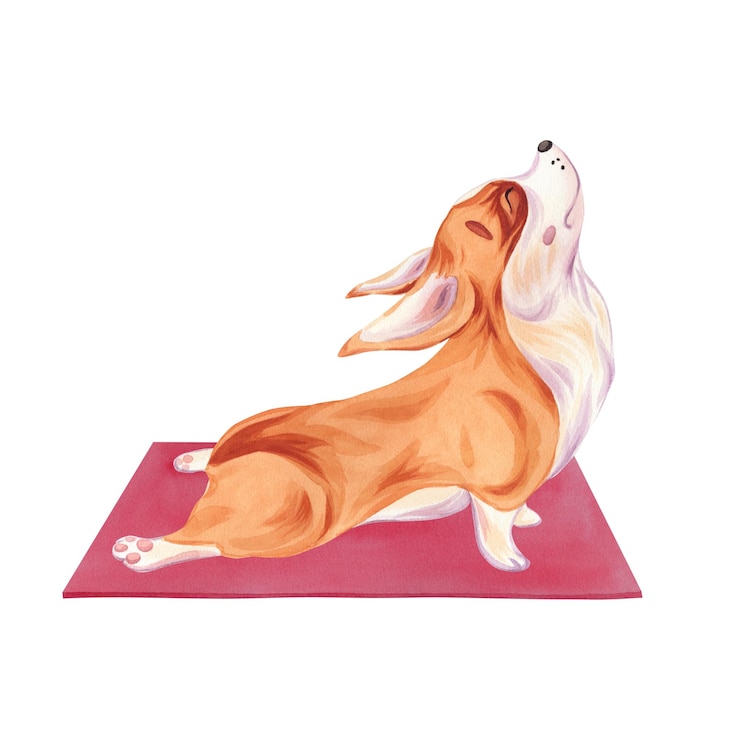Fotoğraf corgi dog in yoga pose purna bhujangasana on the red carpet watercolor illustration on a white background cute puppy a healthy pet