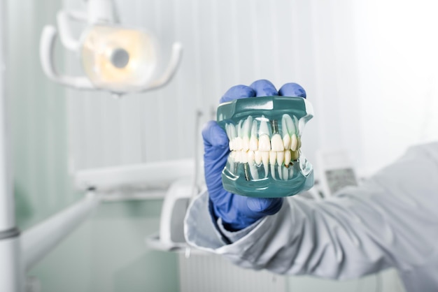 Cropped view of dentist in latex glove holding teeth model