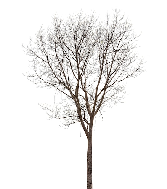 dead tree isolated on white background