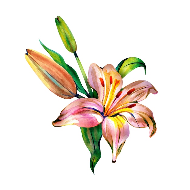 Delicate bouquet with pink and orange flowers lily and peony watercolor i illustration on a white background hand painted for wedding invitations decor and design